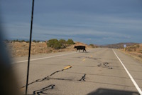 cow crossing the road